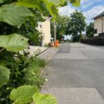StreetBuddy orange fern